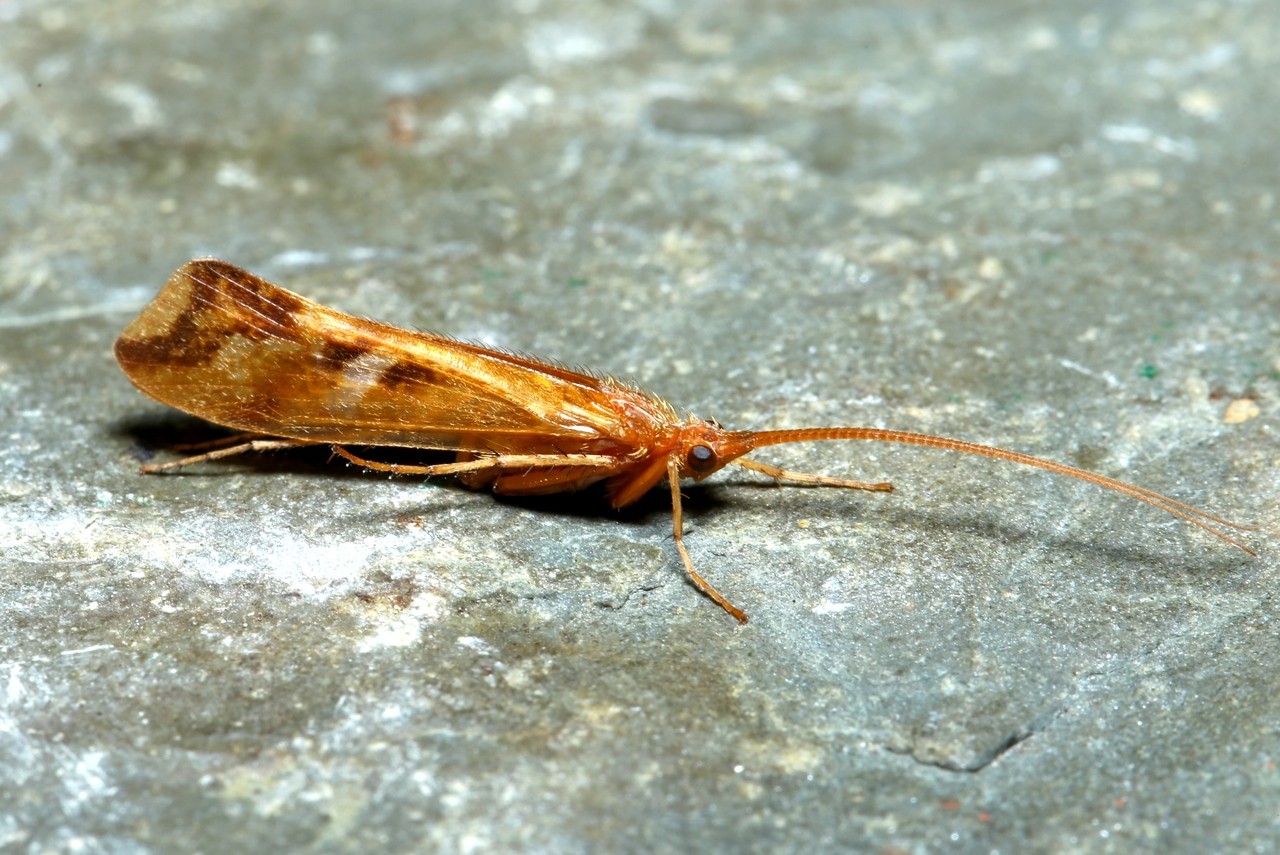 Limnephilus lunatus Curtis, 1834