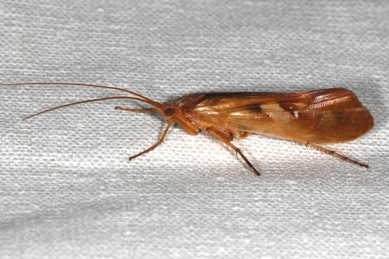Limnephilus rhombicus (Linnaeus, 1758)