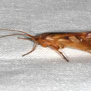 Limnephilus rhombicus (Linnaeus, 1758)