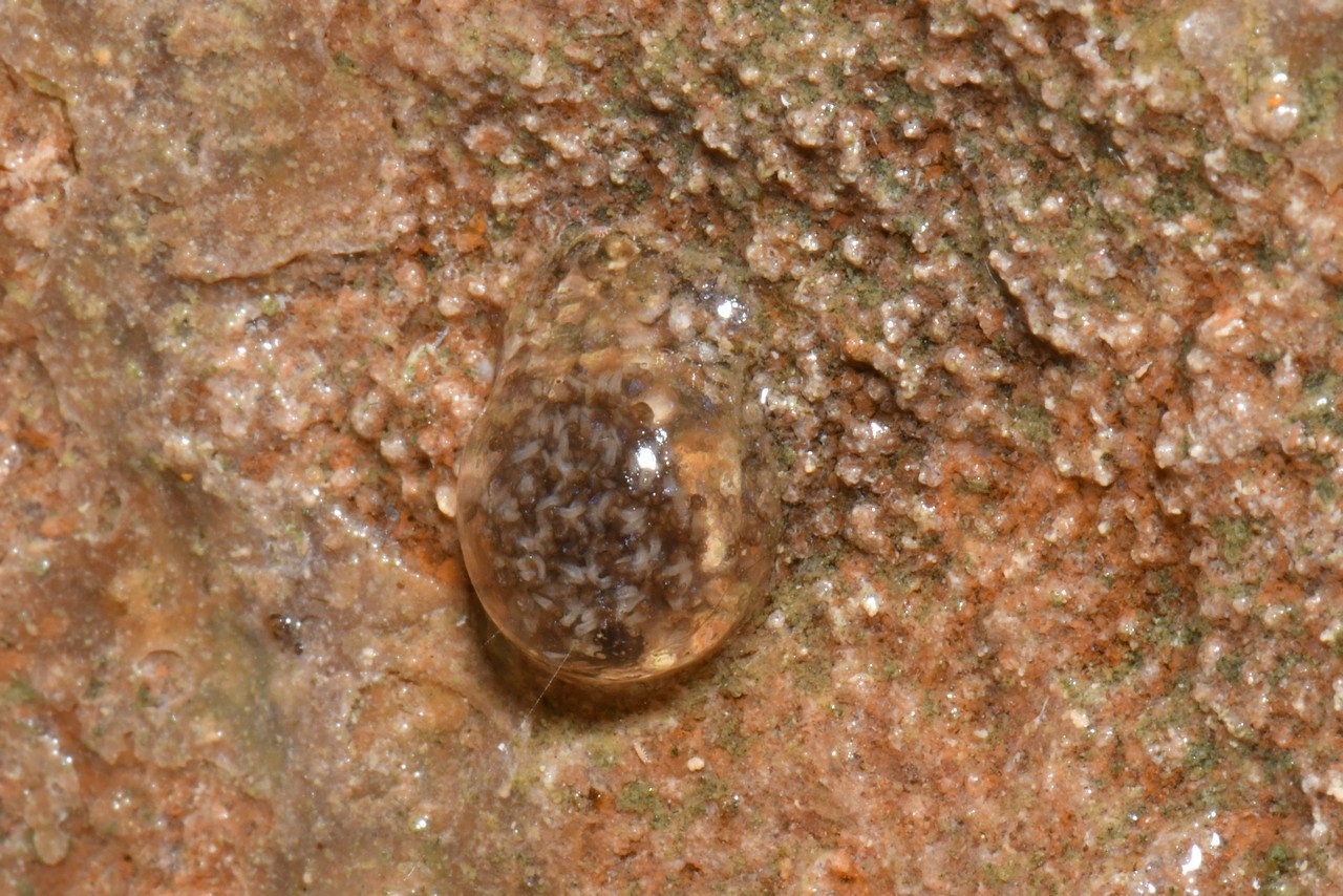 Limnephilus sp - Ponte (larvules)