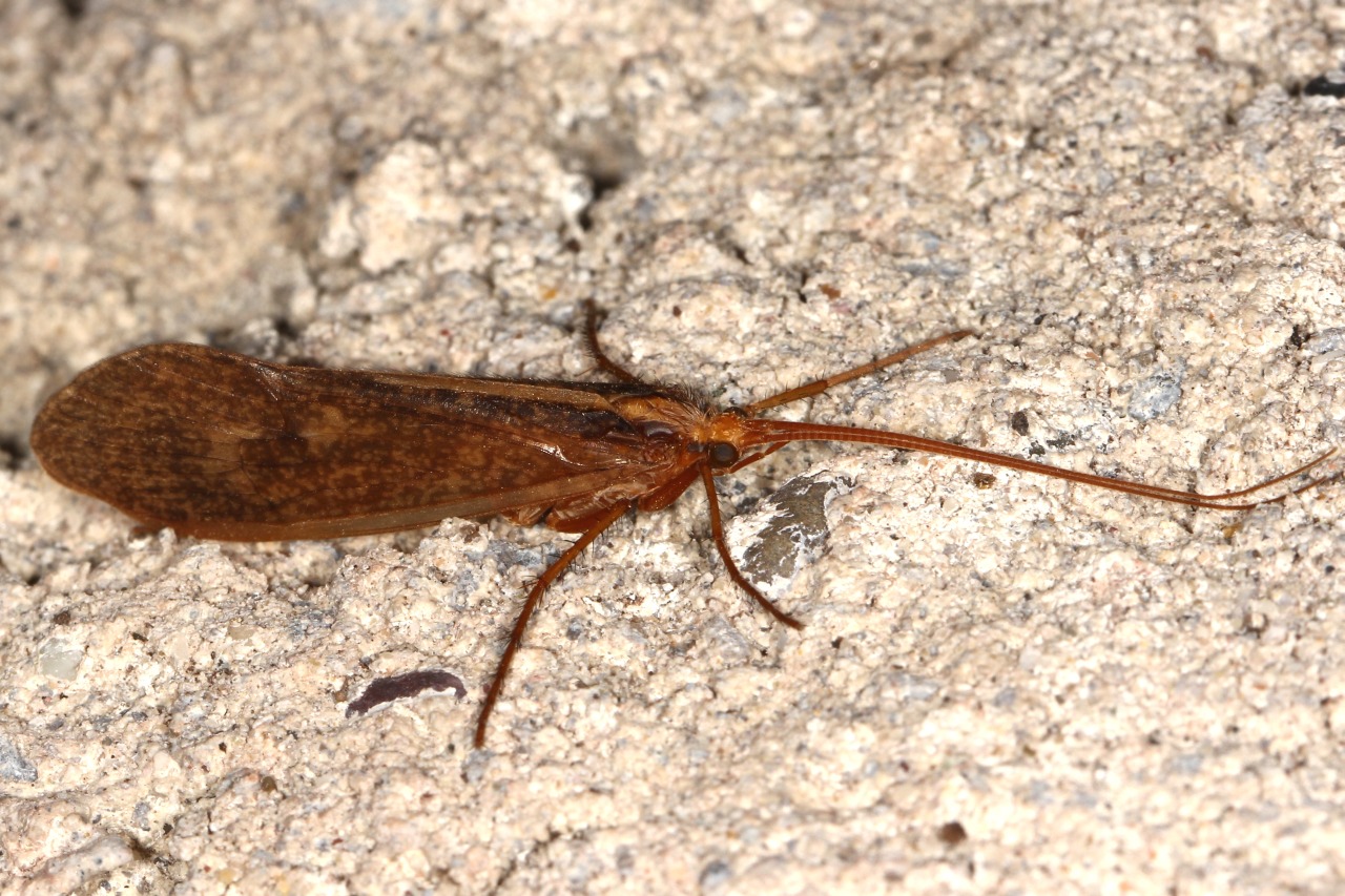 Stenophylax sp 