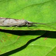 Odontocerum albicorne (Scopoli, 1763)