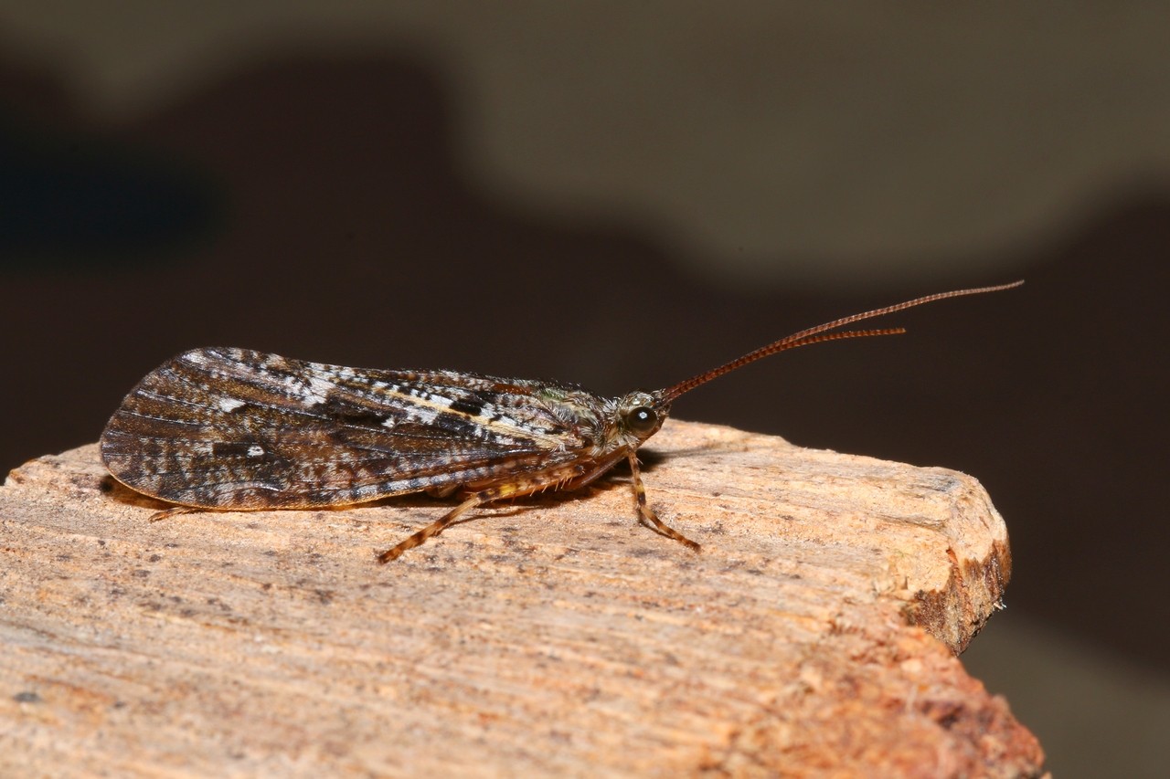 Agrypnia varia (Fabricius, 1793) - Phrygane