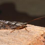 Agrypnia varia (Fabricius, 1793) - Phrygane