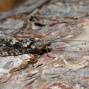 Agrypnia varia (Fabricius, 1793) - Phrygane