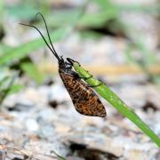 Oligostomis reticulata (Linnaeus, 1760)