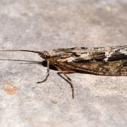 Phryganea grandis Linnaeus, 1758 - Grande Phrygane