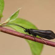 Notidobia ciliaris (Linnaeus, 1760)