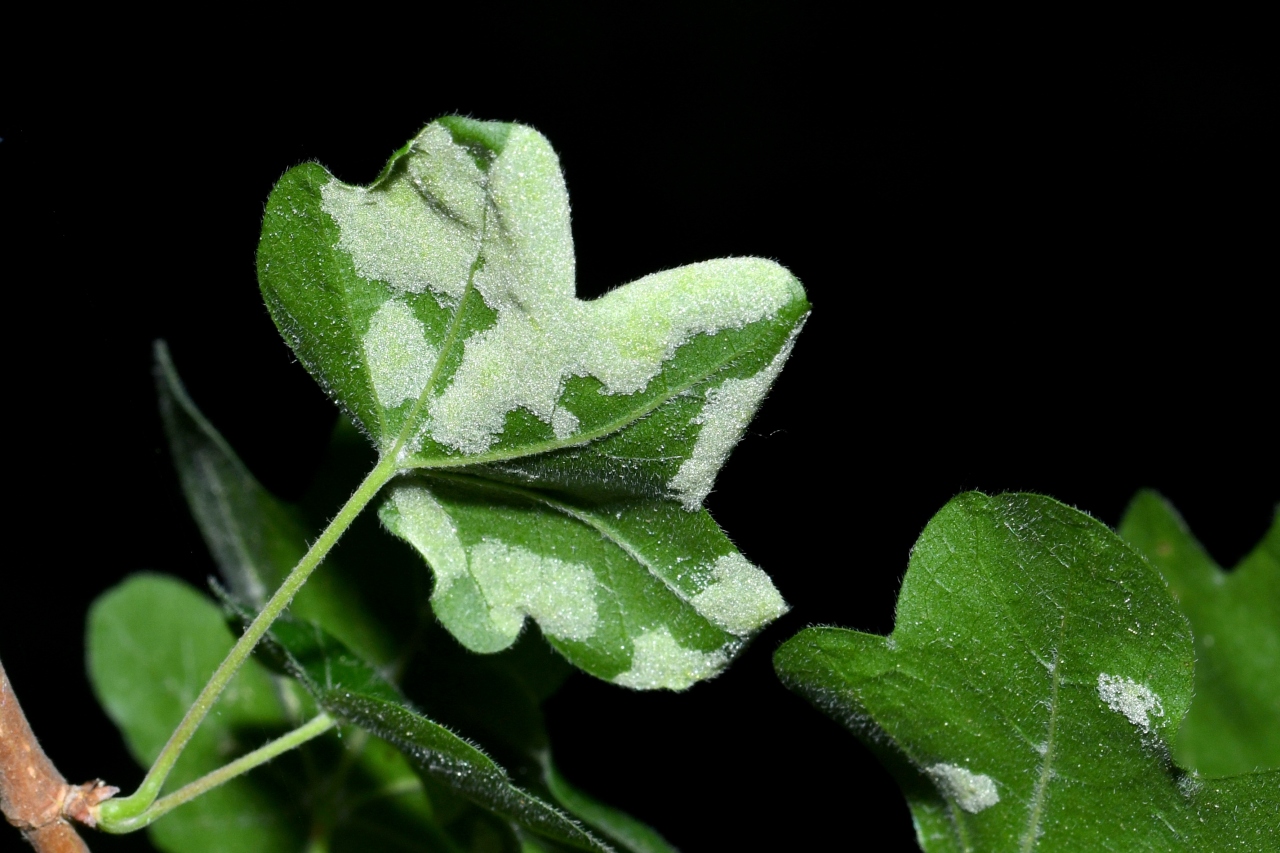 Aceria macrocheluserinea (Trotter, 1902) - Phytopte galligène des feuilles d'Erable