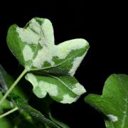 Aceria macrocheluserinea (Trotter, 1902) - Phytopte galligène des feuilles d'Erable