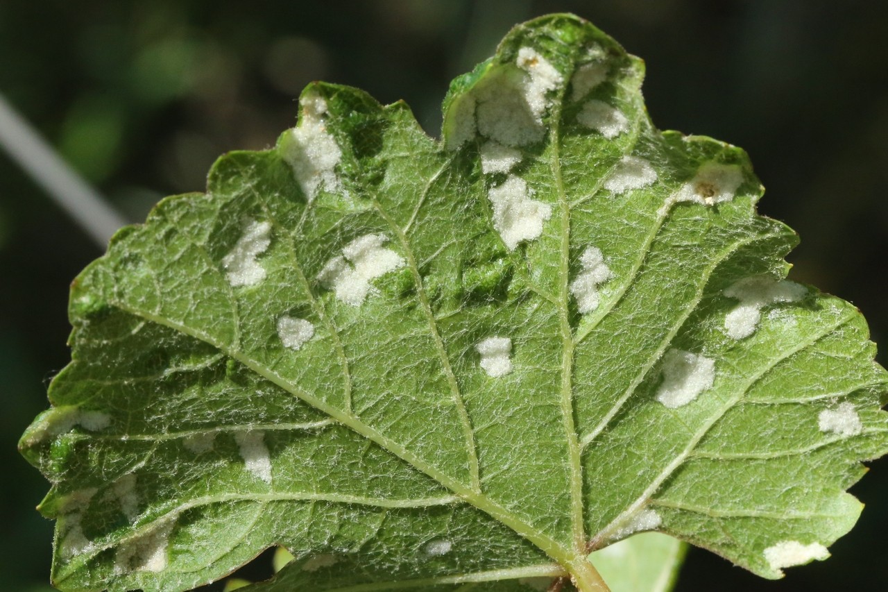 Colomerus vitis (Pagenstecher, 1857) - Phytopte de la Vigne, Erinose de la Vigne