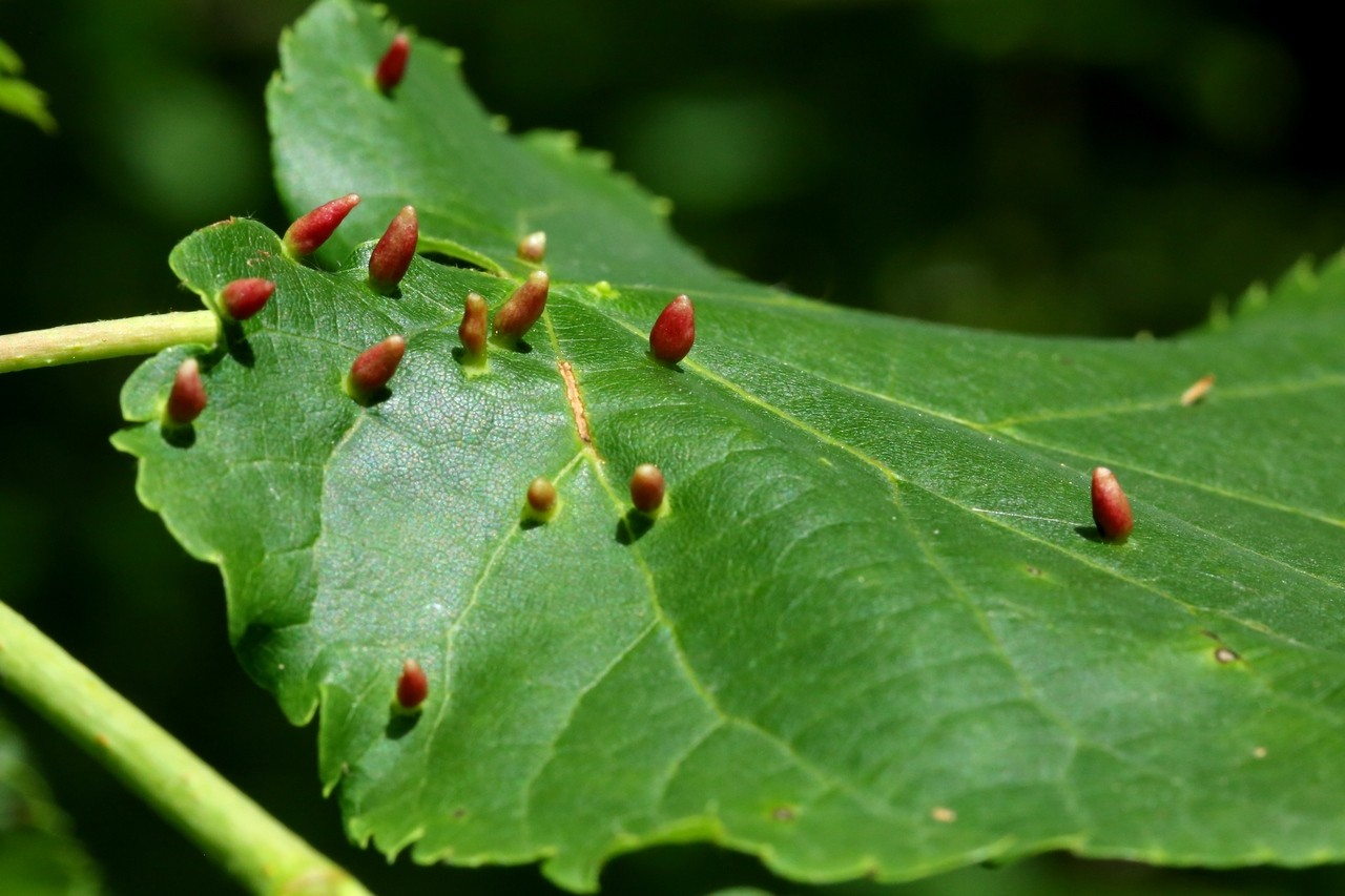 Eriophyes tiliae (Pagenstecher, 1857) - Phytopte du Tilleul