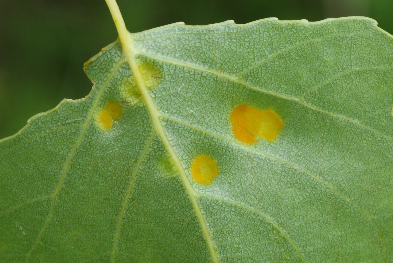 Phyllocoptes populi (Nalepa, 1894) (verso de la feuille)