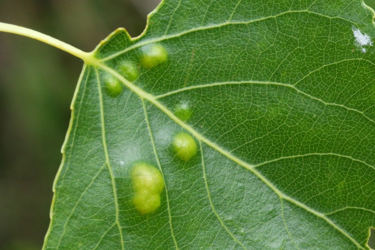 Phyllocoptes populi (Nalepa, 1894) (recto de la feuille)