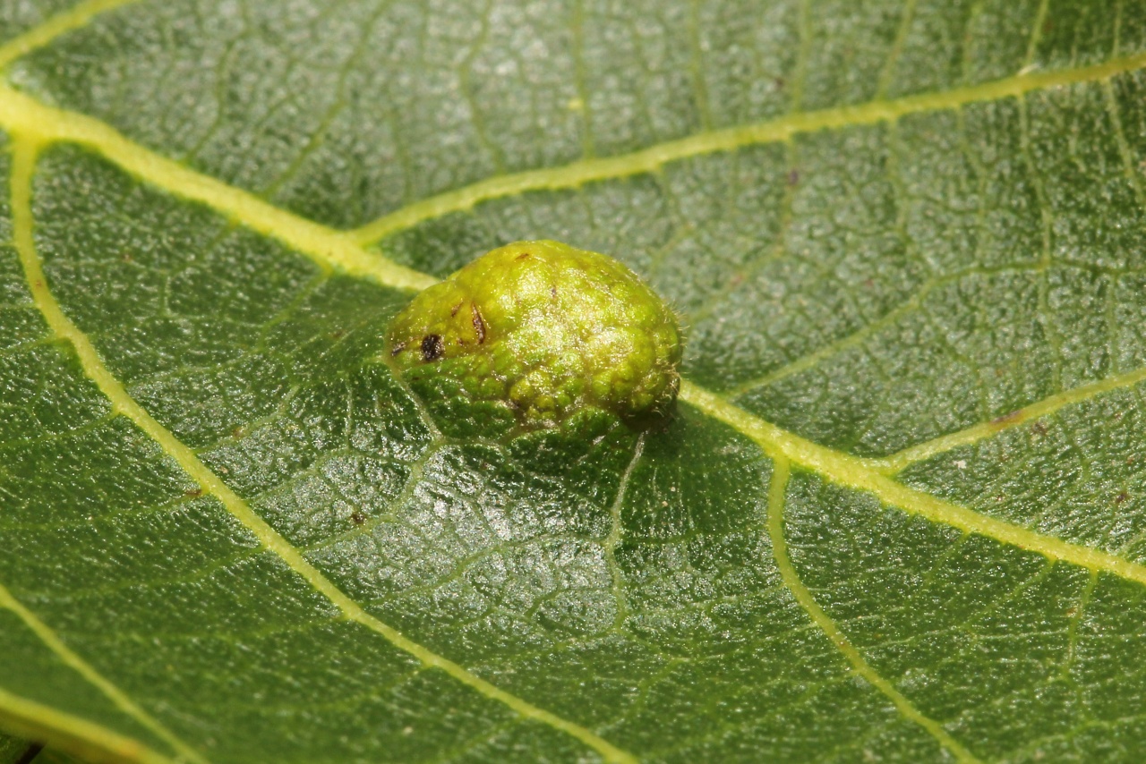 Aceria erinea (Nalepa, 1891) - Phytopte du Noyer