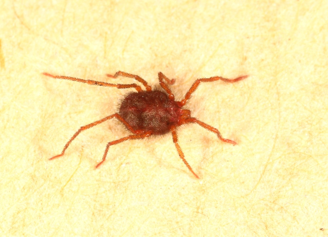 Erythraeus sp 