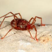 Charletonia (= Rhyncholophus) cardinalis (C.L. Koch, 1837)