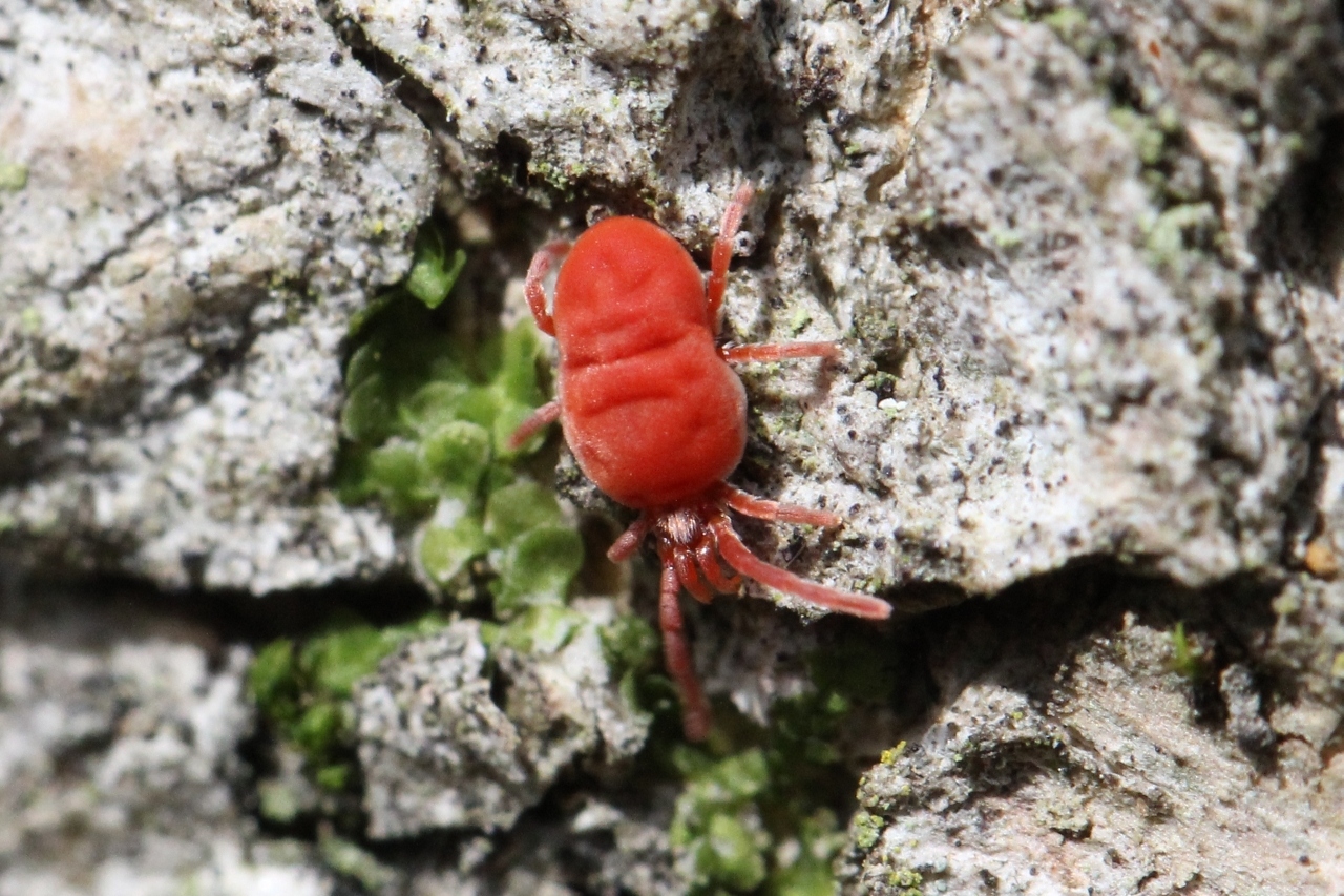 Allothrombium fuliginosum (Hermann, 1804)