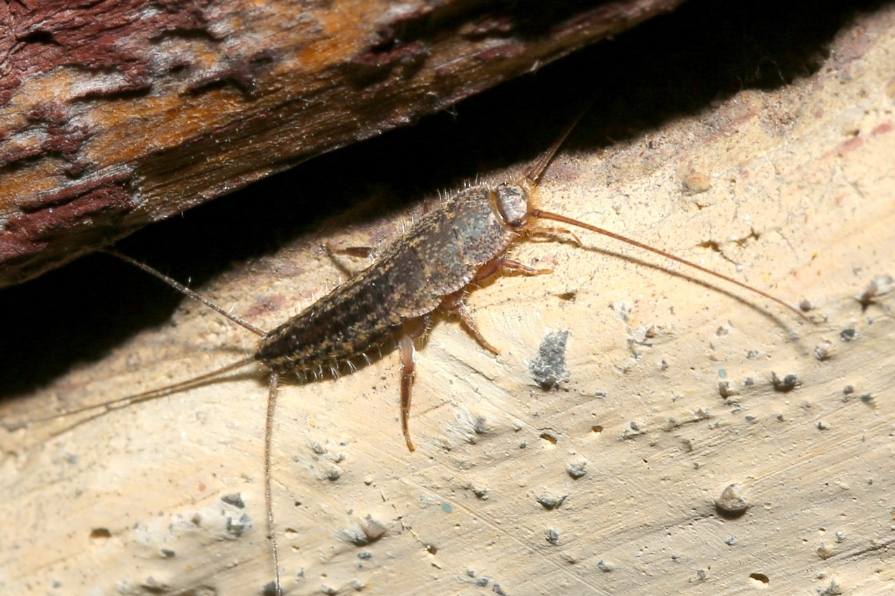 Ctenolepisma lineata (Fabricius, 1775) - Lépisme argenté