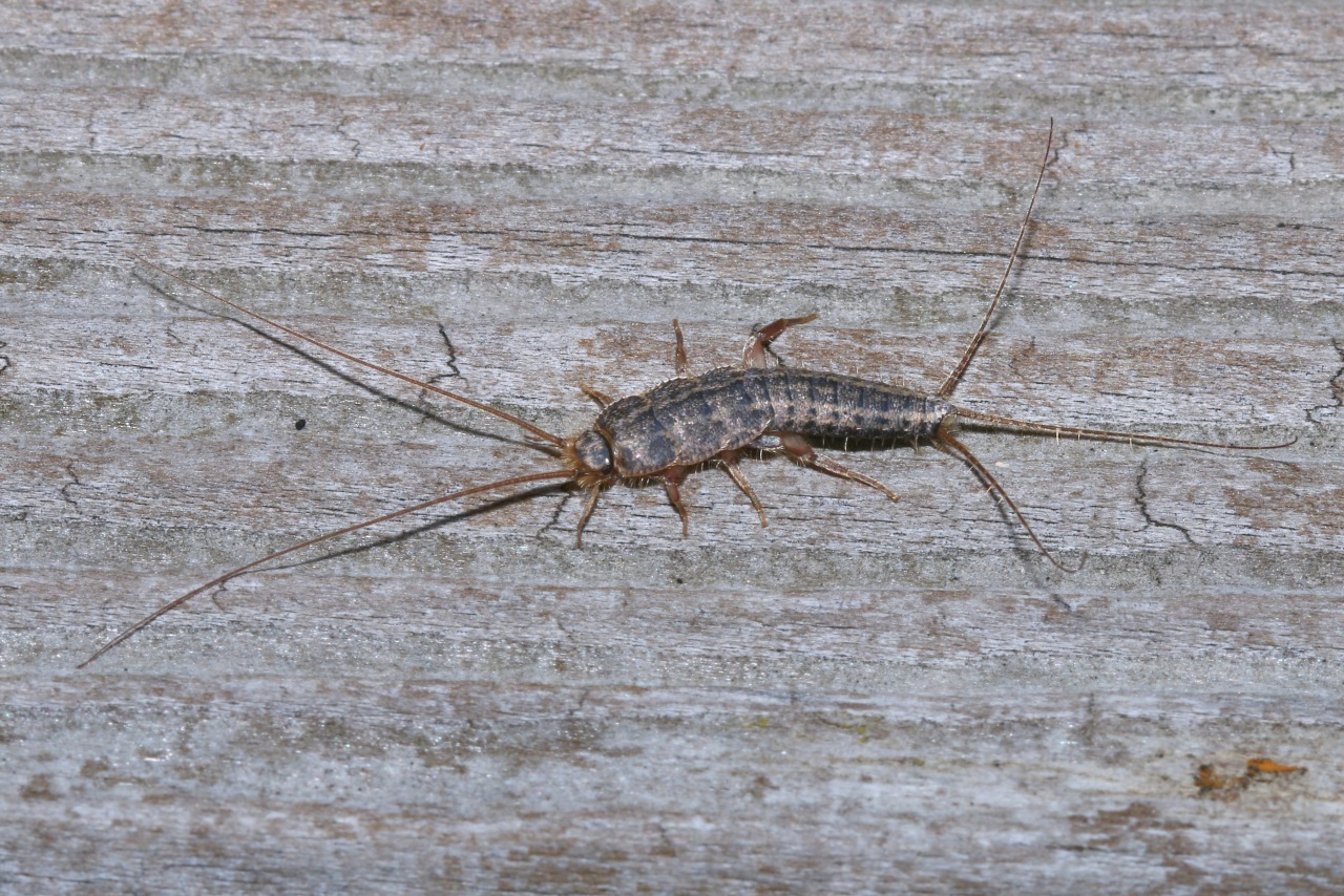 Ctenolepisma lineata (Fabricius, 1775) - Lépisme argenté