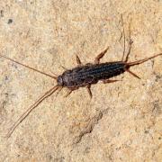 Ctenolepisma lineata (Fabricius, 1775) - Lépisme argenté