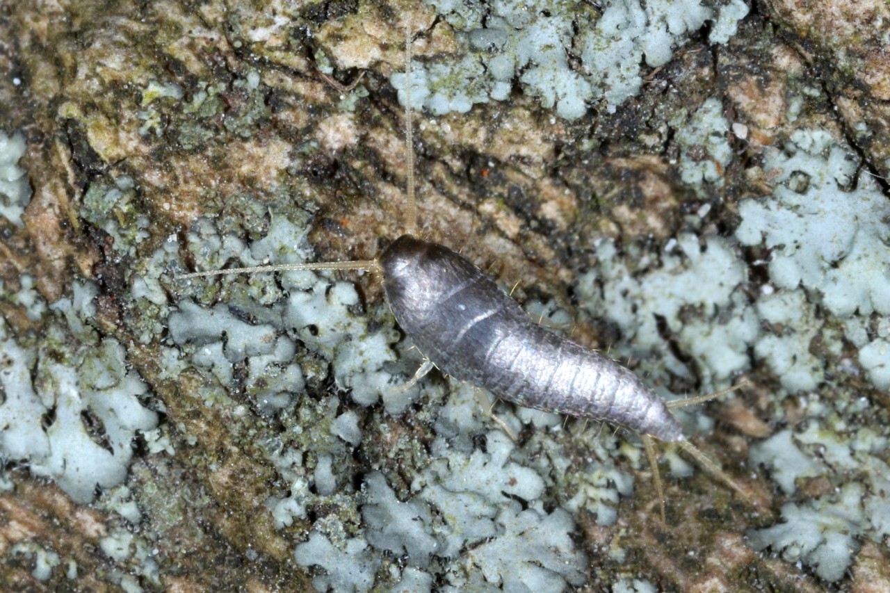 Lepisma saccharina Linnaeus, 1758 - Petit poisson d'argent