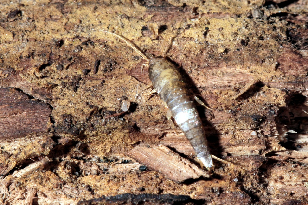 Tricholepisma ou Neoasterolepisma sp