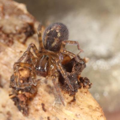 Araneae amaurobiidae amaurobius sp 26 jan 2014 img 1145 ema site