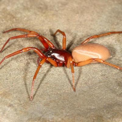 Araneae dysderidae harpactea rubicunda 07 avr 2014 img 5965 ema site