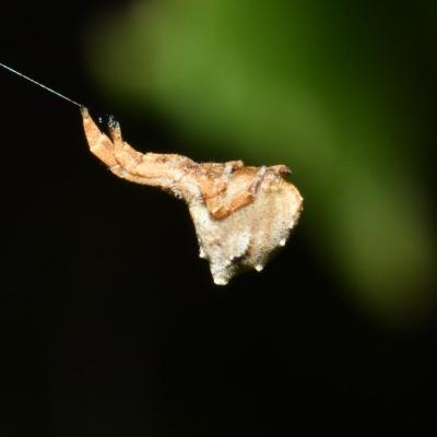 Araneae uloboridae hyptiotes paradoxus 15 sept 2018 dsc 7184 ema 100 ema