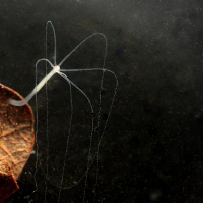 Cnidaria hydrozoa hydridae hydra sp 14 janv 2016 img 0971 ema site