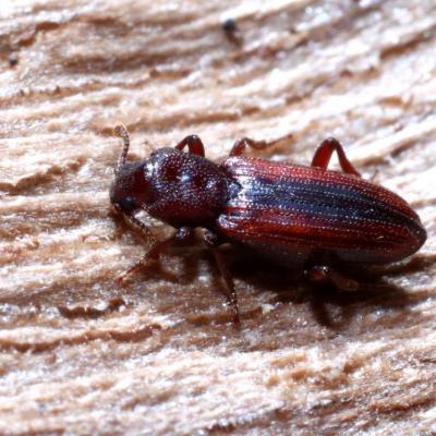 Coleoptera bothrideridae bothrideres bipunctatus 30 janv 2018 img 2289 ema 93