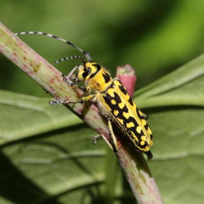 Coleoptera cerambycidae saperda scalaris 22 mai 2015 img 0080 97