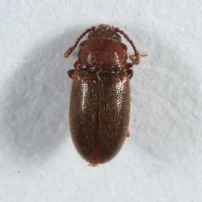 Coleoptera cryptophagidae cryptophagus sp 20 fev 2016 n9 img 4302 98