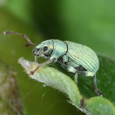 Coleoptera curculionidae phyllobius roboretanus 08 mai 2021 img 1606 ema site