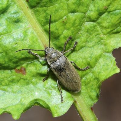 Coleoptera dascillidae dascillus cervinus 15 juin 2020 5d3 1720 molkenr site