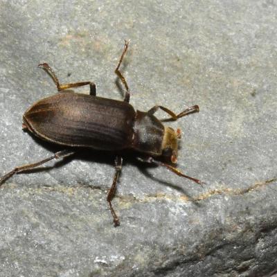 Coleoptera dryopidae pomatinus substriatus 22 aout 2018 dsc 5647 rothm 92