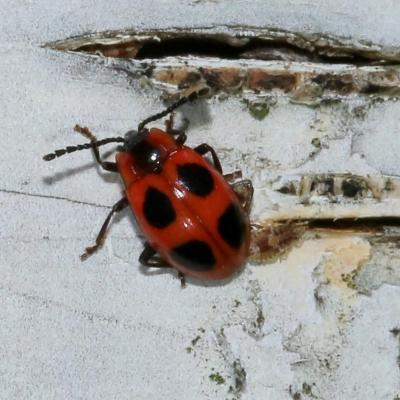 Coleoptera endomychidae endomychus coccineus 12 aout 2017 2g3a3001 ema 92