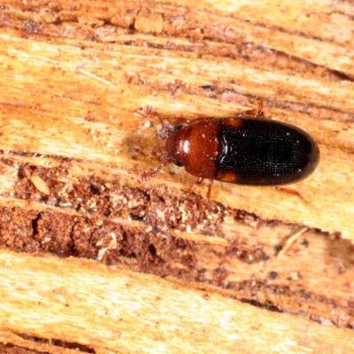 Coleoptera erotylidae dacne bipustulata 26 janv 2016 img 1855rev96