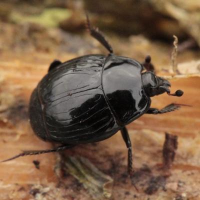 Coleoptera histeridae margarinotus marginatus 28 mars 2015 img 3844 98