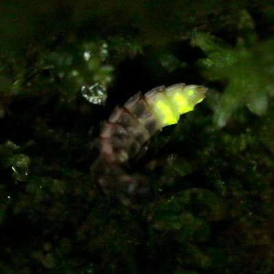 Coleoptera lampyridae lampyris noctiluca f 15 juil 2016 img 4560 ema 90