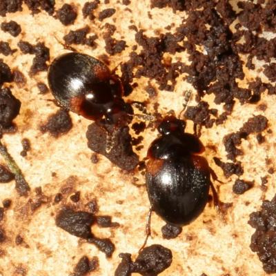 Coleoptera leiodidae anisotoma humeralis 07 mai 2016 img 7281 grunh 90