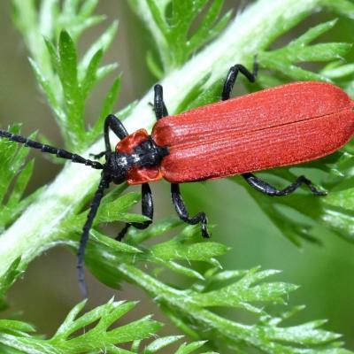 Coleoptera lycidae lygistopterus sanguineus 04 juin 2018 dsc 4468 ema 97