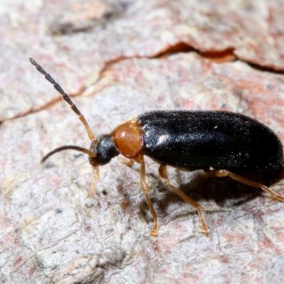 Coleoptera melandryidae conopalpus brevicollis 08 mai 2020 img 4516 maison site