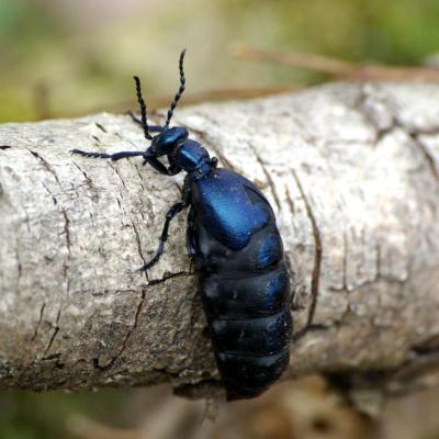 Coleoptera meloidae meloe violaceus 04 avr 2011 imgp1625 cernay 95