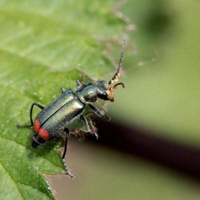 Coleoptera melyridae malachius bipustulatus m 06 mai 2015 img 6262 grunh 94