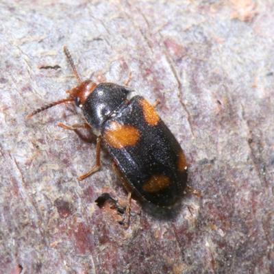 Coleoptera mycetophagidae mycetophagus quadripustulatus 08 mai 2020 img 4519 maison site
