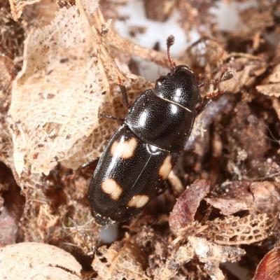 Coleoptera nitidulidae glischrochilus quadrisignatus 28 mars 2015 img 6719 94