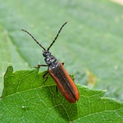 Coleoptera omalisidae omalisus fontisbellaquei m 02 juin 2020 dsc 5586 silberthal site