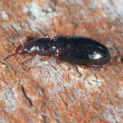 Coleoptera salpingidae salpingus planirostris 19 fev 2015 m ehrhardt